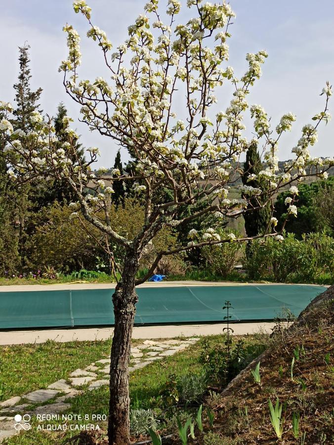 Le Rocher Au Thym Limoux Εξωτερικό φωτογραφία